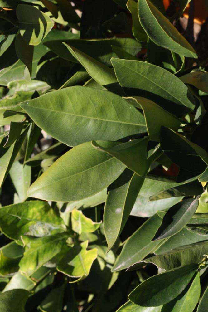            Sun leaves (Riverside, CA)   